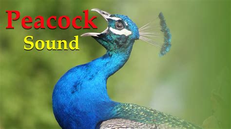 Looking For UKBM SIMPLE PRESENT TENSE Read UKBM SIMPLE PRESENT TENSE from Zeni Zero here. . Peacock sounds
